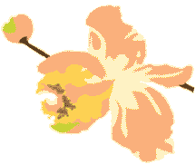 single flower